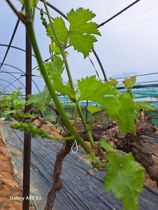 조연만님의 포도 · 영농일지 작성글 사진