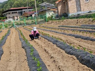 경달현님의 고추 · 영농일지 작성글 사진