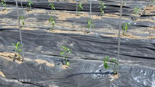 박용열조물주님 님의 고추 · 영농일지 작성글 사진