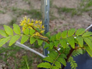 최정윤님의 기타작물 · 영농일지 작성글 사진