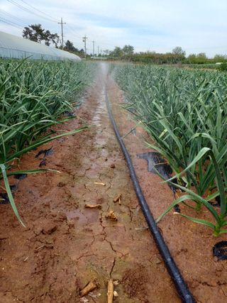 박웅님의 마늘 · 영농일지 작성글 사진