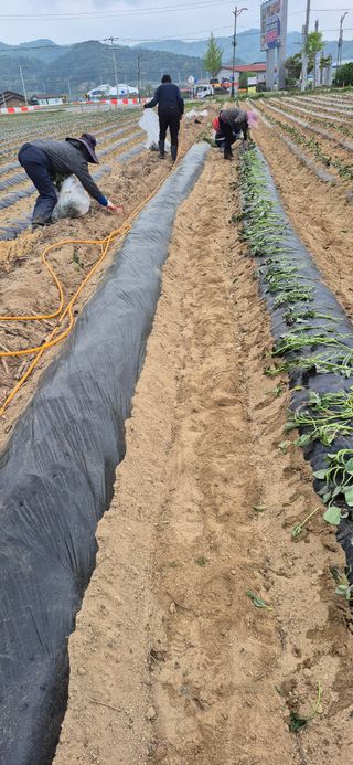강성분님의 기타작물 · 영농일지 작성글 사진