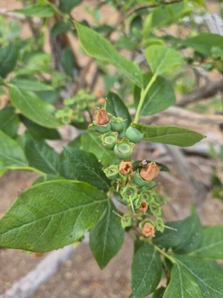 최진일님의 블루베리 · 영농일지 작성글 사진