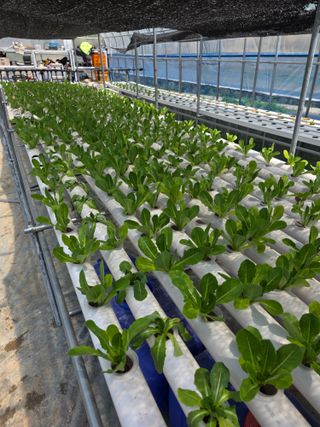 조용우님의 기타작물 · 영농일지 작성글 사진