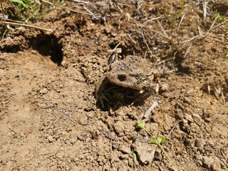 황종현님의 옥수수 · 영농일지 작성글 사진