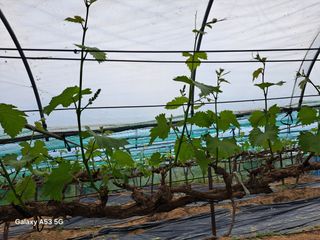 조연만님의 포도 · 영농일지 작성글 사진