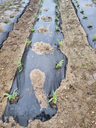 참깨16081님의 기타작물 · 영농일지 작성글 사진