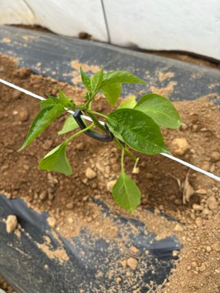 김영완님의 고추 · 영농일지 작성글 사진