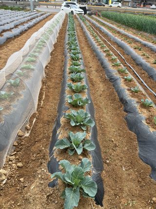 김영완님의 고추 · 영농일지 작성글 사진