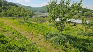 장정규님의 복숭아 · 영농일지 작성글 사진