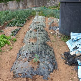 김건우님의 기타작물 · 영농일지 작성글 사진