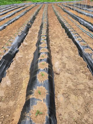 강화화도님의 기타작물 · 영농일지 작성글 사진