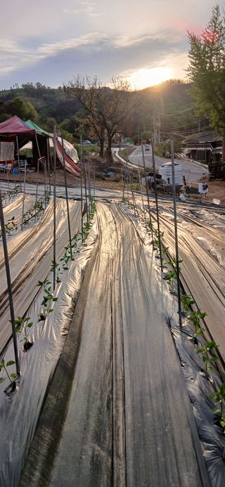정연섭님의 기타작물 · 영농일지 작성글 사진