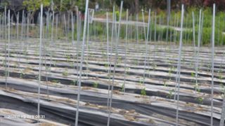 박용열조물주님 님의 고추 · 영농일지 작성글 사진