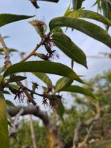 매실6409님의 작성글 사진