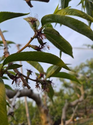 매실6409님의 복숭아 · 영농일지 작성글 사진