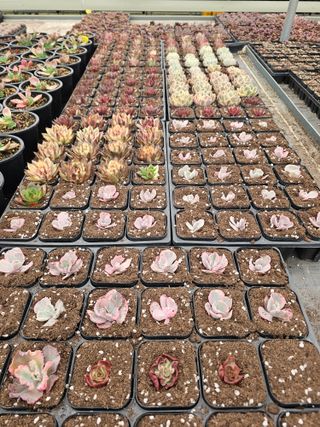 신상섭님의 기타작물 · 영농일지 작성글 사진