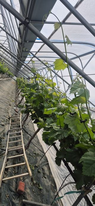 이화주님의 기타작물 · 영농일지 작성글 사진