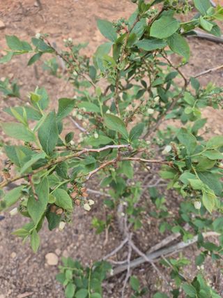 최진일님의 블루베리 · 영농일지 작성글 사진