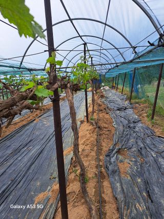 조연만님의 포도 · 영농일지 작성글 사진