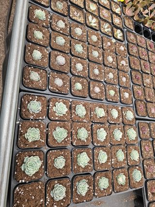 신상섭님의 기타작물 · 영농일지 작성글 사진