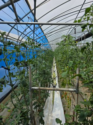 김호진님의 토마토 · 영농일지 작성글 사진