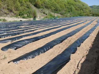 여규엽님의 고추 · 영농일지 작성글 사진