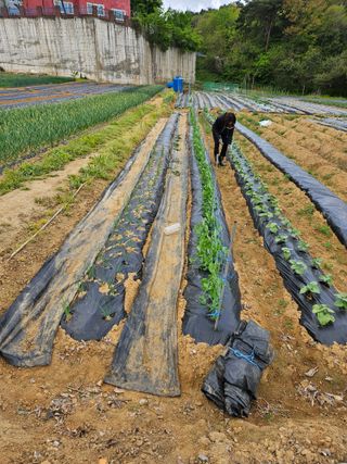 박홍권님의 상추 · 영농일지 작성글 사진