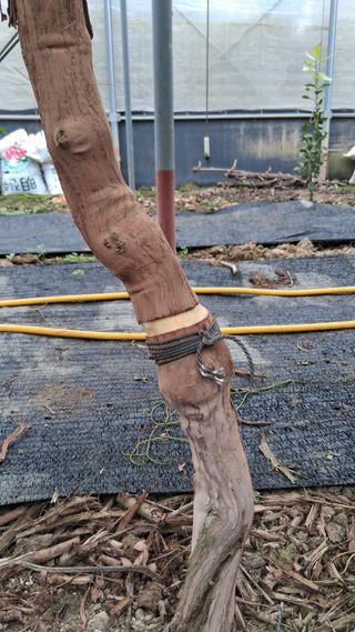 가끔 천재님의 포도 · 영농일지 작성글 사진