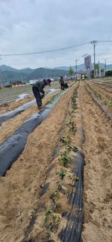 팜모닝 기타작물·영농일지 게시글 이미지