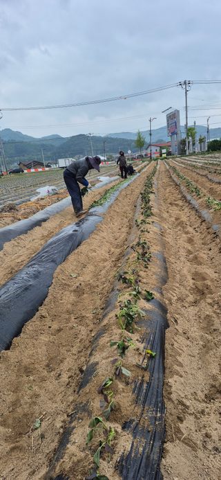 강성분님의 기타작물 · 영농일지 작성글 사진