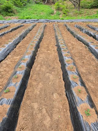 강화화도님의 기타작물 · 영농일지 작성글 사진
