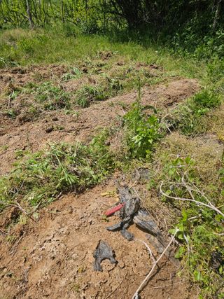 황종현님의 옥수수 · 영농일지 작성글 사진