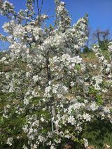 팜모닝 사과·영농일지 게시글 이미지