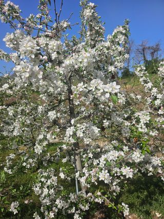 이익수님의 사과 · 영농일지 작성글 사진