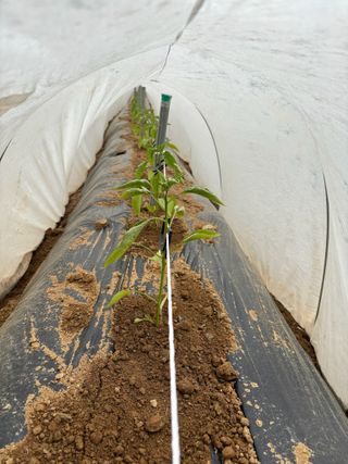 김영완님의 고추 · 영농일지 작성글 사진