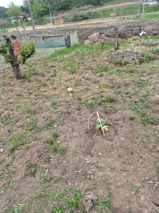 Kns4324님의 기타작물 · 영농일지 작성글 사진