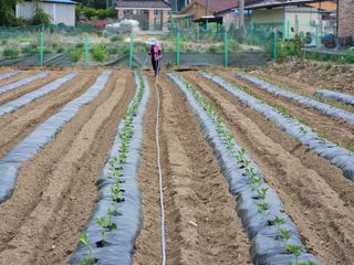 경달현님의 고추 · 영농일지 작성글 사진