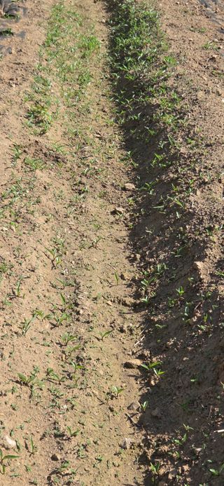 박찬애님의 기타작물 · 영농일지 작성글 사진