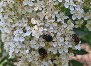 철남 김희곤님의 사과 · 영농일지 작성글 사진