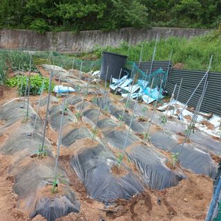 김건우님의 기타작물 · 영농일지 작성글 사진