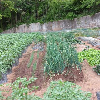 김건우님의 기타작물 · 영농일지 작성글 사진