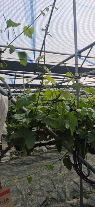 이화주님의 기타작물 · 영농일지 작성글 사진