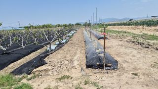 늘푸른 농장주님의 기타작물 · 영농일지 작성글 사진