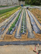 팜모닝 상추·영농일지 게시글 이미지