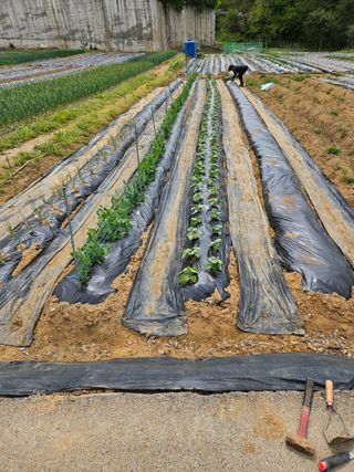 박홍권님의 상추 · 영농일지 작성글 사진