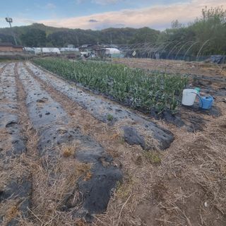 초록하늘별님의 기타작물 · 영농일지 작성글 사진