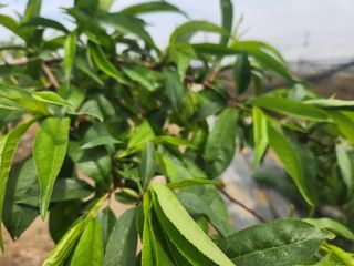 꿀복이농장님의 고추 · 영농일지 작성글 사진