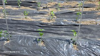 박용열조물주님 님의 고추 · 영농일지 작성글 사진