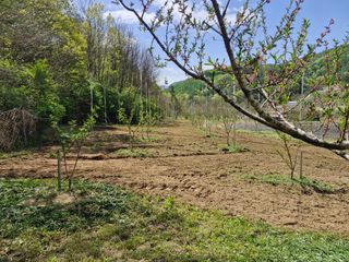 성은모님의 복숭아 · 영농일지 작성글 사진